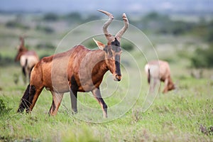 Red Hartebeest antelope photo