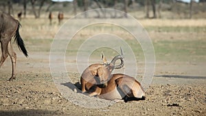 Red hartebeest antelope playing