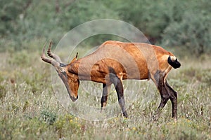 Red hartebeest antelope photo