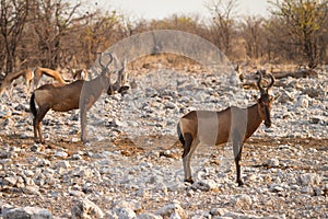 Red Hartebeest antelopes photo