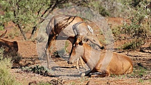 Red hartebeest antelopes