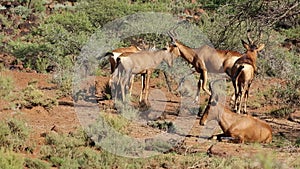 Red hartebeest antelopes