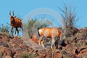 Red hartebeest antelopes