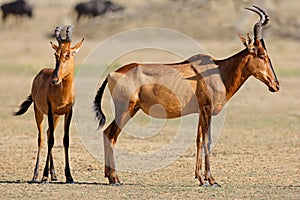 Red hartebeest antelopes, Kalahari desert, South Africa