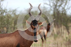 Red hartebeest curiously looking