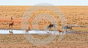 Red Hartebeest and Eland