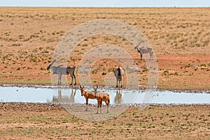 Red Hartebeest and Eland