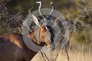 Red hartebeest, Etosha, Namibia