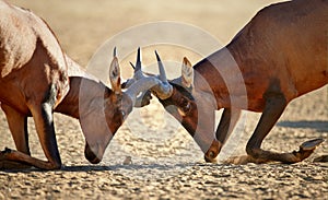 Red hartebeest fighting close-up photo