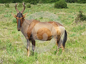 Red Hartebeest