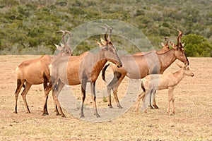 Red Hartebeest herd in Africa