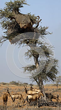 Red hartebeest in the Kgalagadi