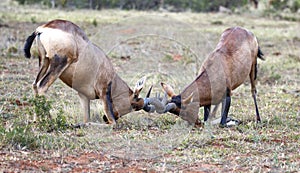 Red Hartebeest male antelope fighting