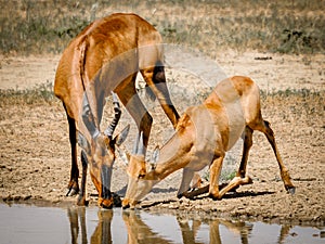 Red Hartebeest