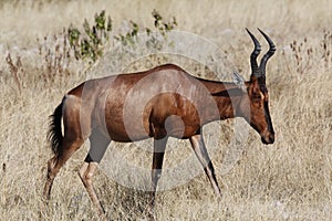 Red Hartebeest - Namibia