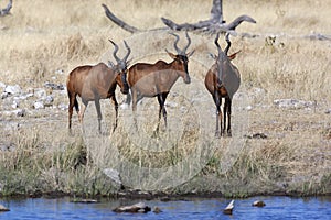 Red Hartebeest - Namibia - Africa