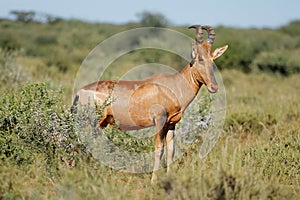 A red hartebeest in natural habitat, Mokala National Park, South Africa