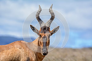 Red Hartebeest Portrait