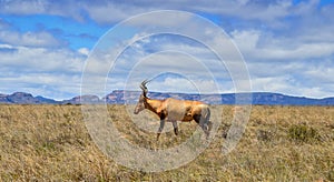 Red Hartebeest Portrait