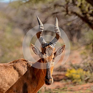 Red Hartebeest Portrait