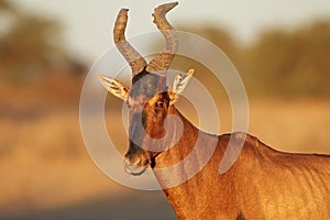 Red hartebeest portrait - South Africa