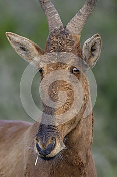 Red Hartebeest portret, Addo Elephant National Park