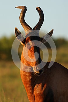 Red hartebeest ram portrait