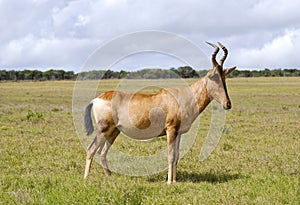 Red hartebeest running in dust - Alcelaphus caama