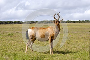 Red hartebeest running in dust - Alcelaphus caama photo