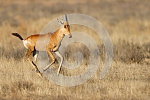 Red hartebeest running in grassland