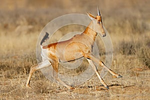 Red hartebeest running in grassland, Mountain Zebra National Park, South Africa