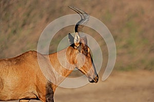 Red hartebeest, South Africa