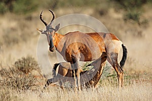 Red hartebeest and suckling calf