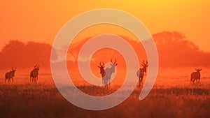 Red Hartebeest - Wildlife Background - Smothered in Sunset Red Gold photo