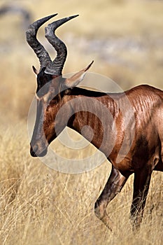 Red hartebeest in yellow grass