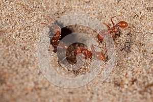 Red harvester ant (Pogonomyrmex barbatus)