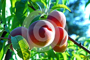 Red Haven Peaches photo