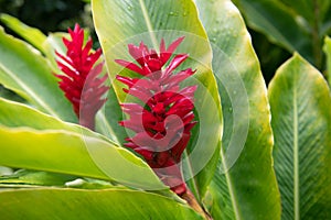 Red hawaiian ginger Alpinia purpurata located in Jakarta, Indonesia or Hawaiian. Red Ginger Plants.