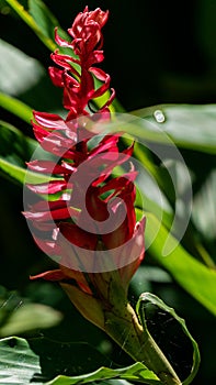 Red Hawaiian ginger plant surrounded by green leaves