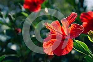 Red Hawaiian hibiscus flowers and green background