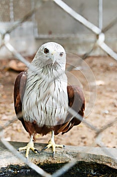 Red hawk in cage