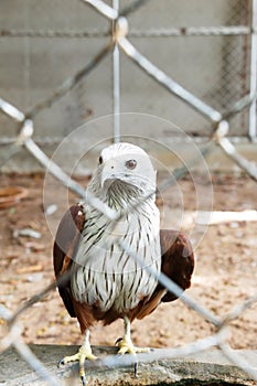 Red hawk in cage