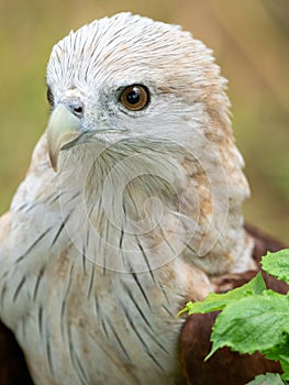 The red hawk has a reddish-brown color except the head and chest are white