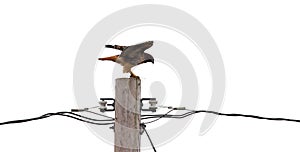 Red Hawk Spreads Wings Atop Telephone Pole