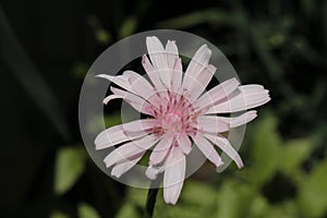 `Red Hawksbeard` flower - Crepis Rubra