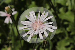 `Red Hawksbeard` flower - Crepis Rubra