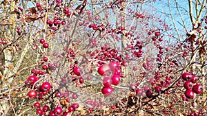 Red hawthorn berries