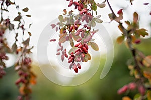 Red hawthorn berries on a branch hanging down