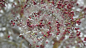 Red hawthorn berries close-up in winter garden, twigs covered with snow, winter natural background