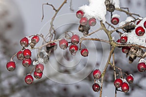 Red hawthorn berries hang on a branch in winter covered with snow. Food and vitamins for birds in winter.